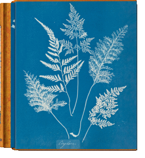 Cyanotypes. Anna Atkins