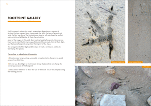 Birds That Leave Their Mark
