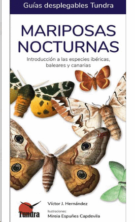 Mariposas nocturnas 35
