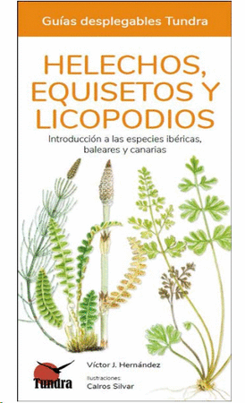 Helechos, equisetos y licopodios 45