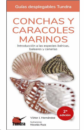Conchas y caracoles marinos