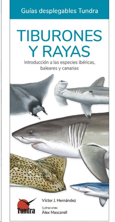 Tiburones y rayas 56